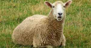 Coopworth Koyunu: Özellikleri, Kökeni, Kullanımları ve Irk Bilgileri