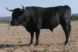 Corriente Sığırları: Özellikleri, Kullanımları ve Irk Bilgileri