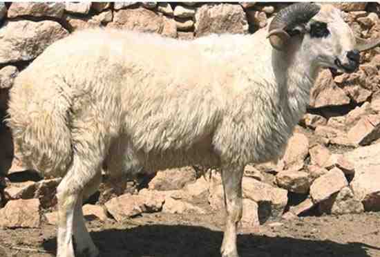 Dağlıç Koyunun Özellikleri, Menşei, Kullanım Alanları ve Irk Bilgileri