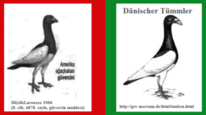 Danimarkalı Suabian Güvercini: Özellikleri, Kullanımları ve Cins Bilgileri