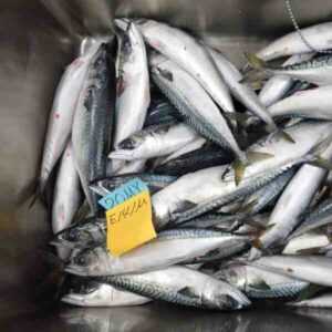 Dar Çubuklu İspanyol Uskumru Balığı: Özellikleri ve Kullanımları