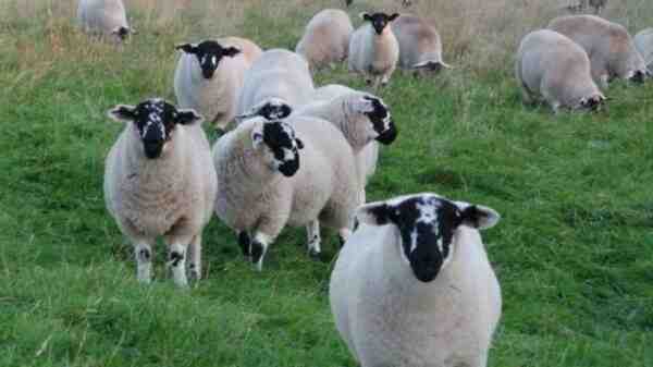 Derbyshire Gritstone Koyunu: Özellikleri, Kullanımları ve Cins Bilgileri