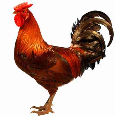 Derbyshire Redcap Tavuk Yetiştiriciliği: İşe Başlama Planı
