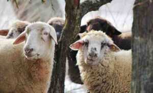 Drysdale Koyunu: Özellikleri, Kullanımları ve Irk Bilgileri