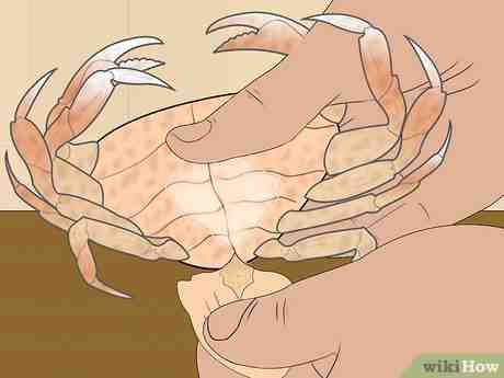 Dungeness Crab: Özellikleri, Diyeti, Yetiştirilmesi ve Kullanımları