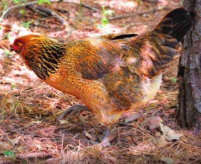 Easter Egger Chicken Farming: Yeni Başlayanlar İçin İş Başlangıç ​​Planı