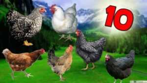 En İyi Yumurtlayan Tavuklar Nasıl Seçilir: Yeni Başlayanlar İçin İş Rehberi
