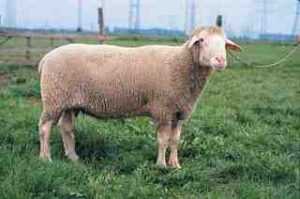 Fabrian Koyunu: Özellikleri, Kökeni, Kullanımları ve Irk Bilgileri