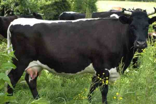 Gloucester Sığırları: Özellikleri, Kullanımları ve Irk Bilgileri