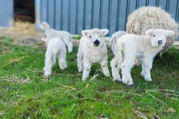 Greyface Dartmoor Koyunu: Özellikleri, Kullanımları ve Cins Bilgileri