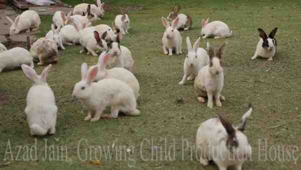 Hindistan'da Tavşan Yetiştiriciliği: Yeni Başlayanlar İçin Karlı İş Rehberi