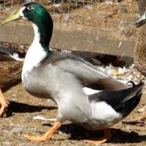 Hook Bill Duck Farming: Yeni Başlayanlar İçin İş Başlangıç ​​Planı