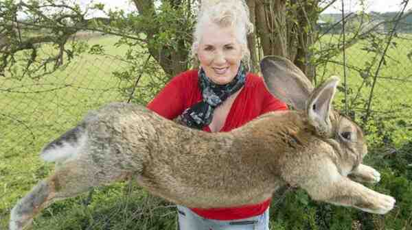 İngiliz Dev Tavşanı: Özellikleri, Kullanımları ve Tam Cins Bilgileri