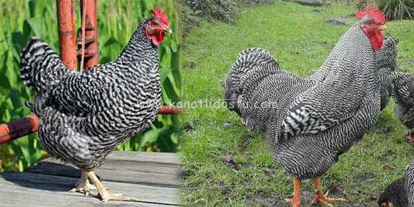 İngiliz Kümes Hayvanları Irkları: İngiliz Dünyasında Yetiştirilen Tavuk Türleri
