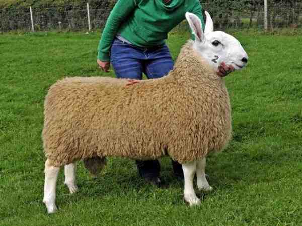 İngiliz Leicester Koyunu: Özellikleri, Kullanımları ve Irk Bilgileri
