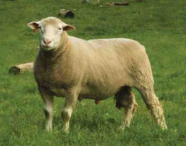 İngiliz Süt Koyunu: Özellikleri, Kullanımları ve Irk Bilgileri
