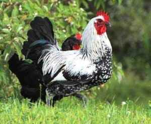 Iowa Blue Chicken: Özellikleri, Mizaç ve Tam Cins Bilgisi
