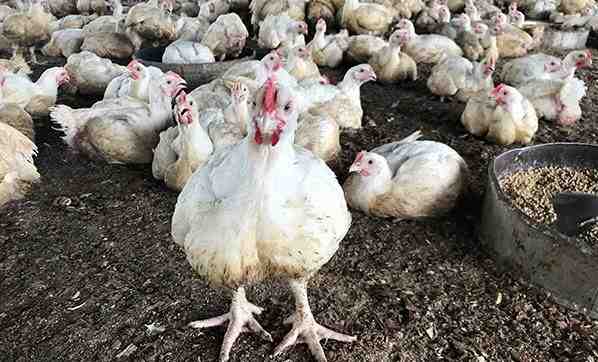 İskoç Gri Tavuk Yetiştiriciliği: Yeni Başlayanlar İçin İş Başlangıç ​​Planı
