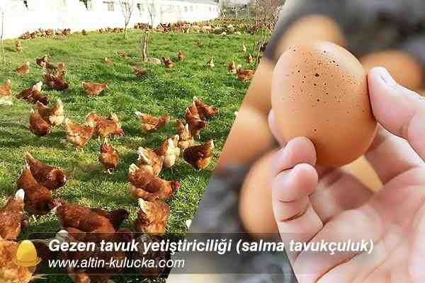 Jangmigye Tavuk Yetiştiriciliği: Yeni Başlayanlar İçin İş Başlangıç ​​Planı