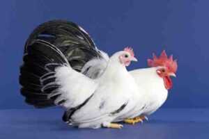 Japon Bantam Tavuk Yetiştiriciliği: Yeni Başlayanlar İçin İş Başlangıç ​​Planı