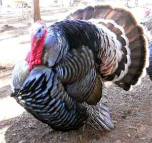 Jersey Buff Turkey Farming: Yeni Başlayanlar İçin İş Başlangıç ​​Planı