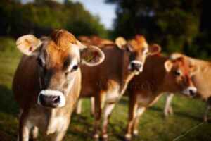 Jersey Sığırları: Irk Bilgileri, Özellikleri, Kullanımları ve Menşei