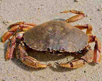 Jonah Crab: Özellikleri, Diyeti, Yetiştirilmesi ve Kullanımları
