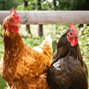 Kanatlı Yemi: Maksimum Et ve Yumurta için Kanatlı Besleme Rehberi