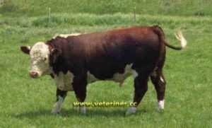 Kara Hereford Sığırı: Özellikleri ve Irk Bilgileri