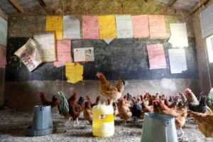 Kenya'da Kümes Hayvancılığı: Yeni Başlayanlar İçin Tam Bilgi ve Rehber