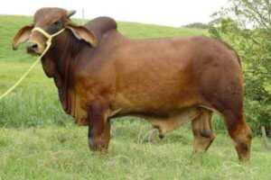 Kherigarh Sığırı: Özellikleri ve Tam Cins Bilgileri