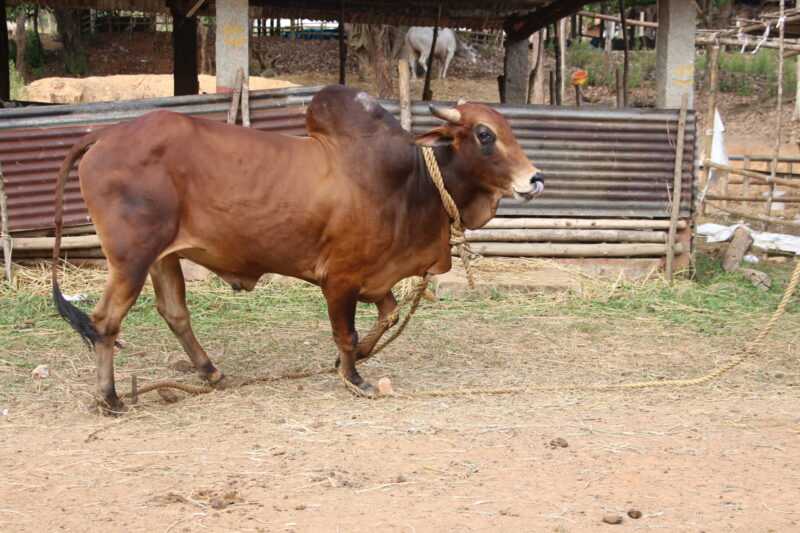 Kırmızı Kandhari Sığırı: Özellikleri, Kullanımları ve Tam Cins Bilgileri