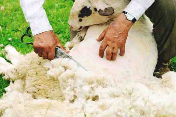 Koyun Kırkımı: Koyun Kırkımı Nasıl Yapılır (Başlangıç ​​Kılavuzu)