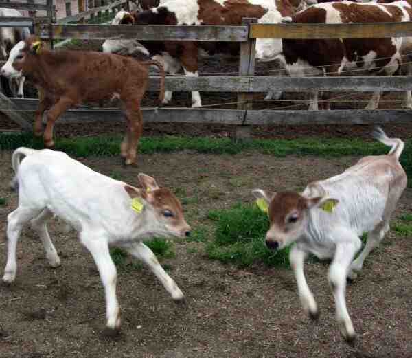 Krishna Vadisi Sığırları: Özellikleri ve Tam Cins Bilgileri
