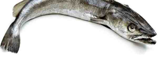 Kuzey Pasifik Hake Balığı: Özellikleri, Diyeti, Yetiştirilmesi ve Kullanımları