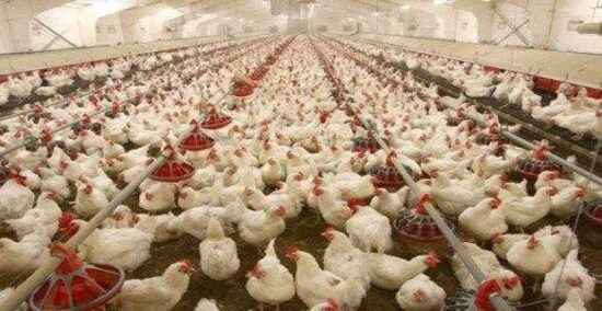 Lakenvelder Tavuk Yetiştiriciliği: Yeni Başlayanlar İçin İş Başlangıç ​​Planı
