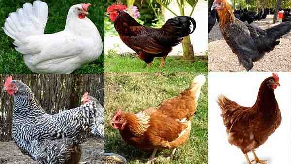 Lamona Tavuk Yetiştiriciliği: Yeni Başlayanlar İçin İş Başlangıç ​​Planı