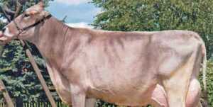 Lebedyn Sığırı: Özellikleri, Kullanımları ve Tam Cins Bilgileri