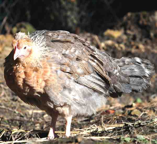 Legbar Chicken: Özellikleri, Mizaç ve Tam Cins Bilgisi