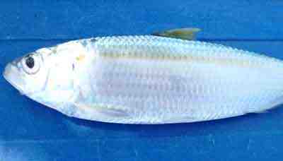 Madeiran Sardinella Balığı: Özellikleri, Diyeti, Yetiştirilmesi ve Kullanımları