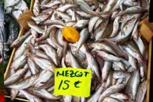 Mezgit Balığı: Özellikleri, Diyeti, Yetiştirilmesi ve Kullanımları