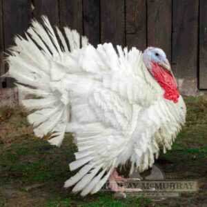 Midget White Turkey Farming: Yeni Başlayanlar İçin İş Başlangıç ​​Planı