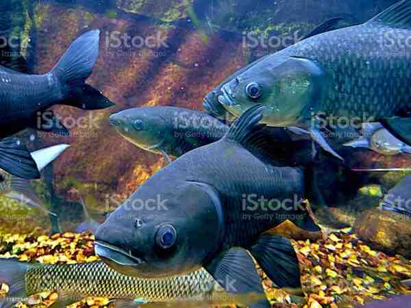 Mrigal Balık: Özellikleri, Beslenmesi, Yetiştirilmesi ve Tam Bilgi