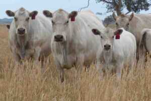 Murray Gri Sığır: Özellikleri ve Tam Irk Bilgileri