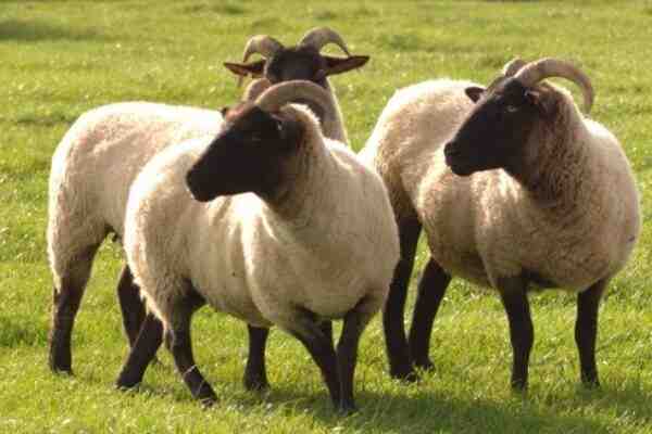 Norfolk Horn Koyunu: Özellikleri, Kullanımları ve Irk Bilgileri