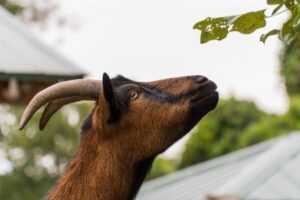 Oberhaslı Keçi Yetiştiriciliği: Yeni Başlayanlar İçin İş Başlangıç ​​Planı