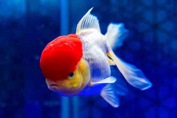 Oranda Japon Balığı: Özellikleri, Diyeti, Yetiştirilmesi ve Kullanımları