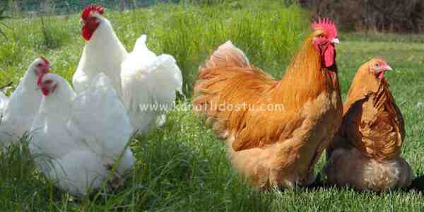 Orpington Tavuk Yetiştiriciliği: Yeni Başlayanlar İçin İş Başlangıç ​​Planı