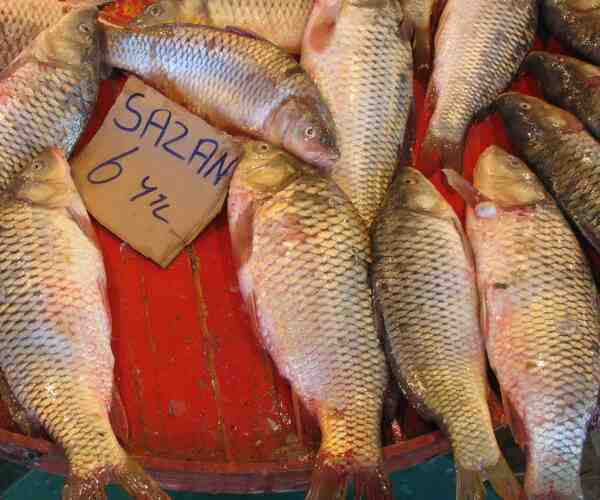 Ot Sazan Balığı: Özellikleri, Beslenmesi, Yetiştirilmesi ve Tam Bilgi