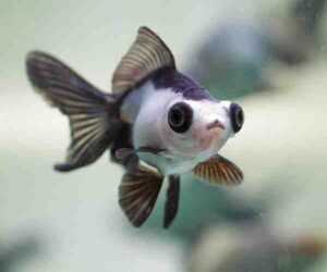 Pabda Balığı: Özellikleri, Beslenmesi, Yetiştirilmesi ve Tam Bilgi